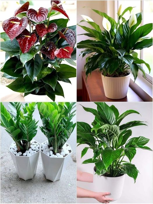 How to Get Your Peace Lily to Bloom More Than Once Each Year…  Get GUARANTEED Result!