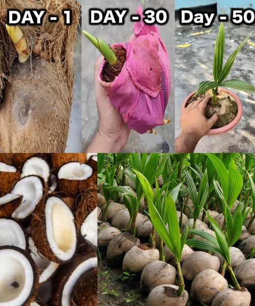 How To Grow Coconut Tree From Coconut Fruit