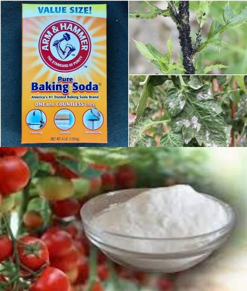 Baking soda is a gardener’s best friend: here are 10 clever uses in the garden.