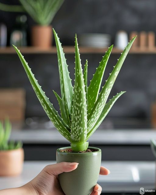 Want to get your aloe vera growing upright? Here’s what you need to know (+ more tips)