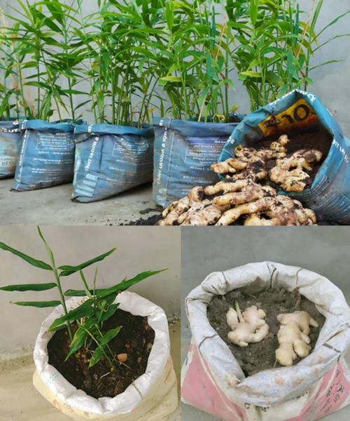 How to Recycle Old Bags to Grow Ginger at Home for a Bountiful Harvest