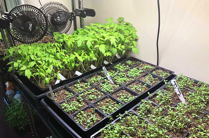 094-How to Start and Care for Seedlings Indoors: My Steps for Success