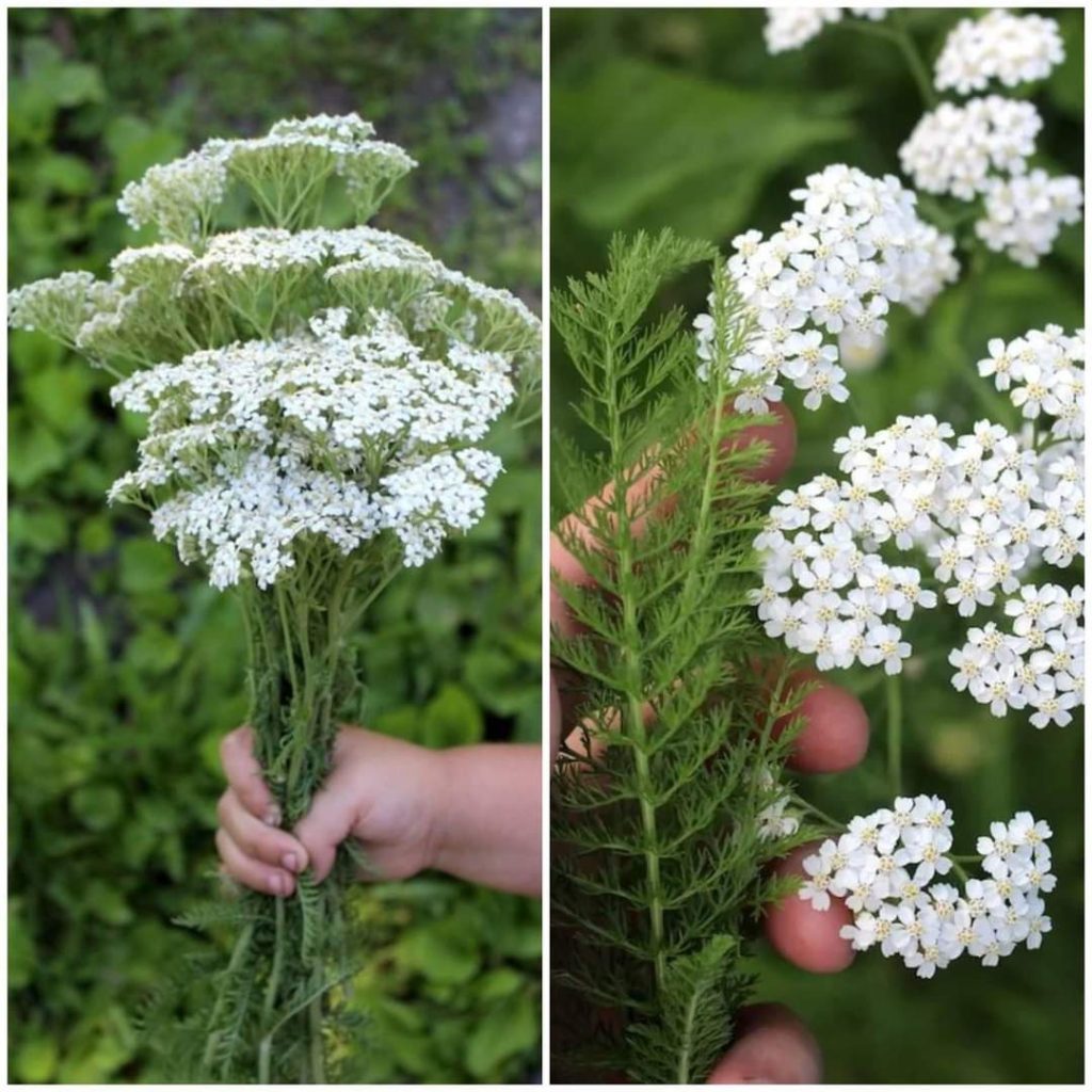 Discover the Wonders of Yarrow Oil: The Healthiest Oil in the World